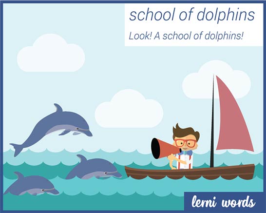 School of dolphins